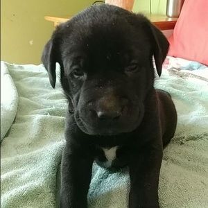 Meet your Posher, Caitlyn